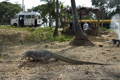 Sri Lanka, Southern Province, Wiraketiya, water monitor (Varanus salvator)