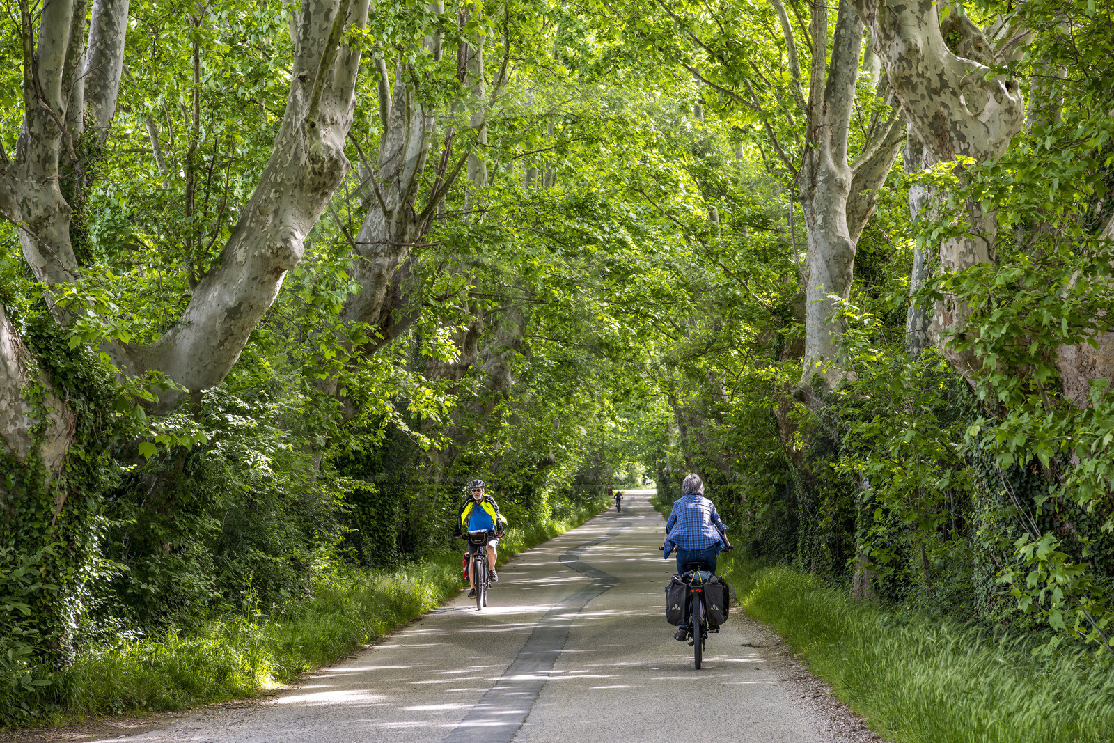 France, Vaucluse (84), Sorgues, véloroute ViaRhona, cyclistes à l'ombre des platanes sur l'île de l'Oiselay sur le Rhone