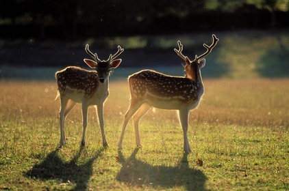 France, Gers, fallow deers