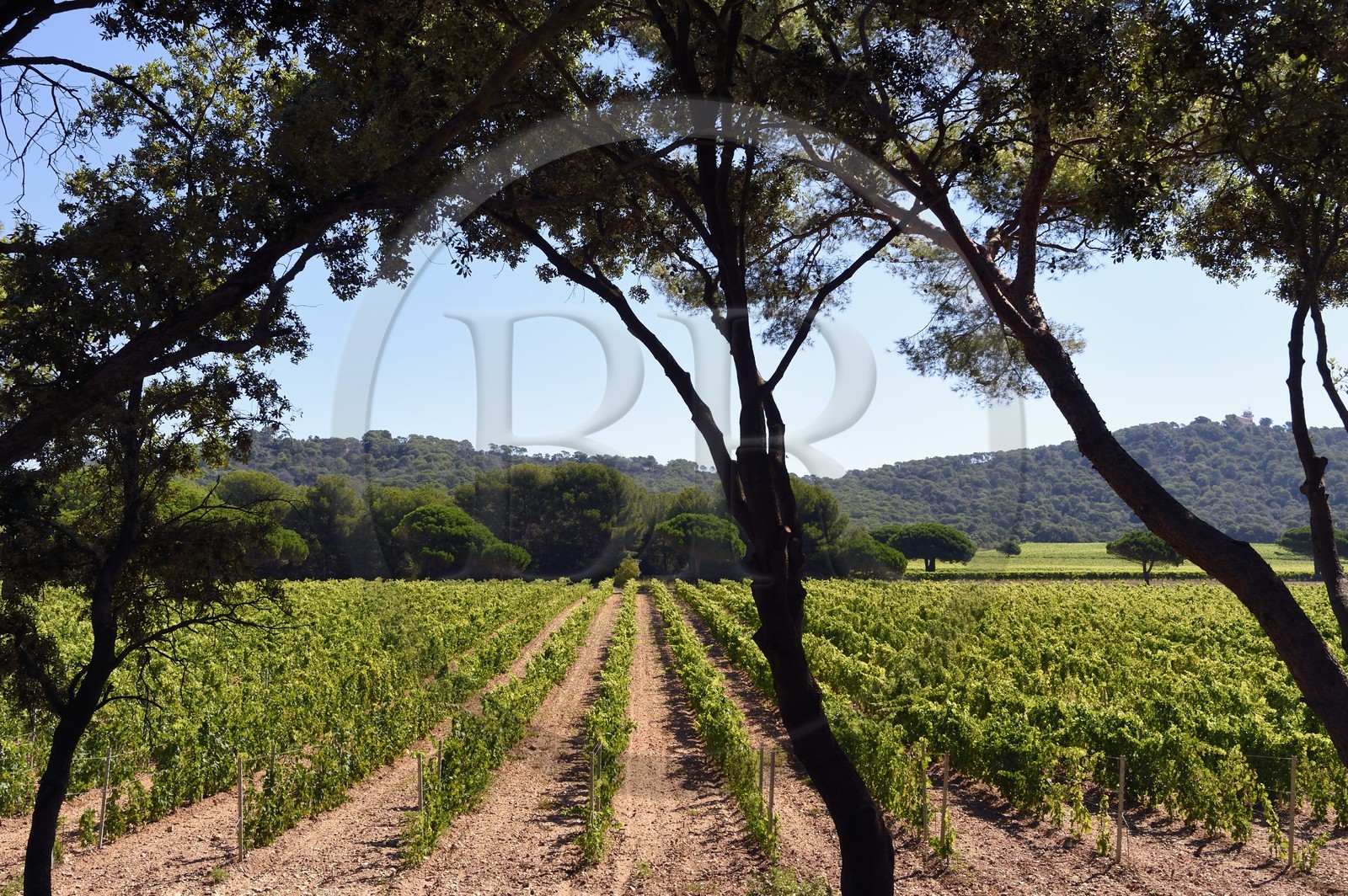 France, Var (83), Iles d'Hyères, parc national de Port Cros, Ile de Porquerolles, Domaine de la Courtade, le vignoble de la Fondation Carmignac