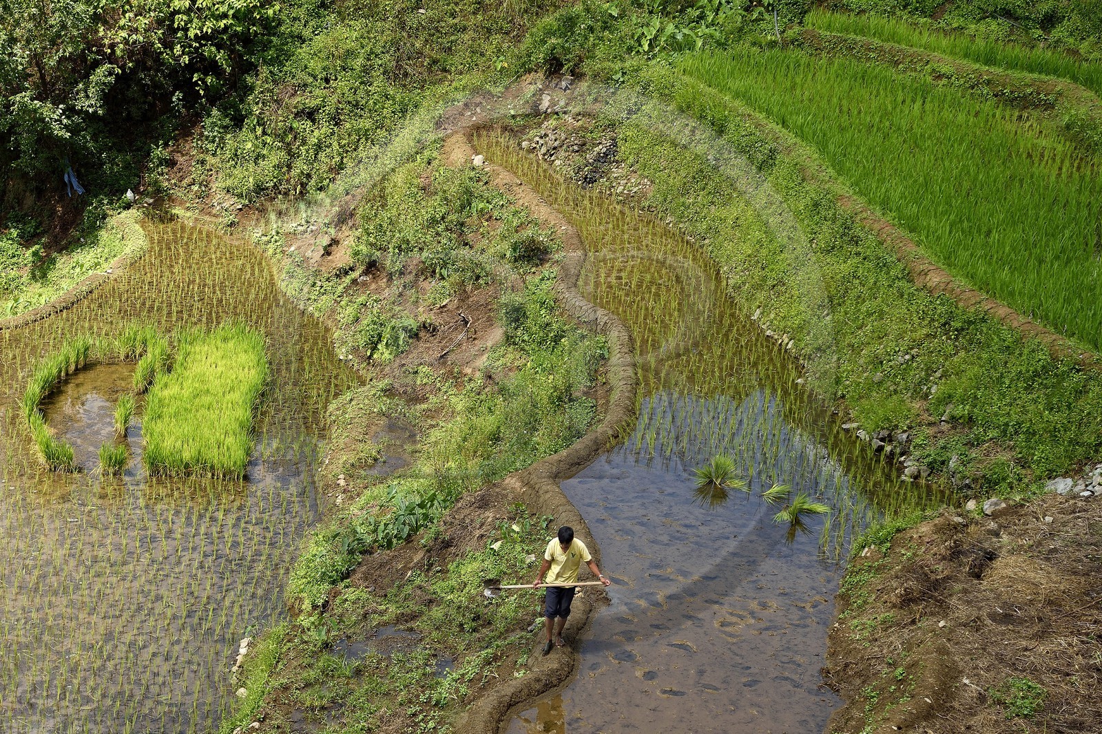 Philippines, province d'Ifugao, les rizières en terrasses de Banaue, classées Patrimoine Mondial de l'UNESCO