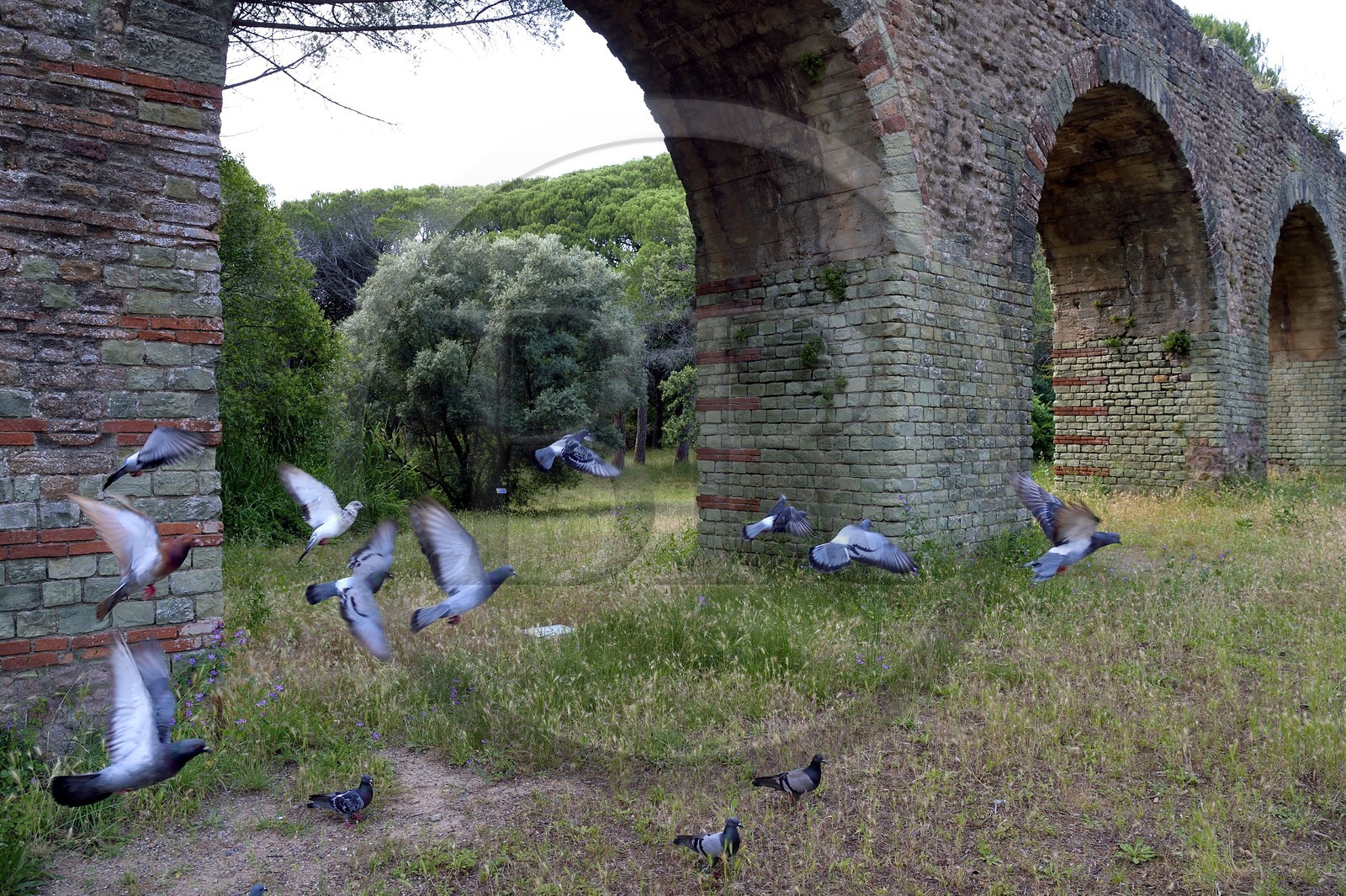 France, Var (83), Fréjus, Forum Julii, parc de la Villa Aurelienne, aqueduc romain