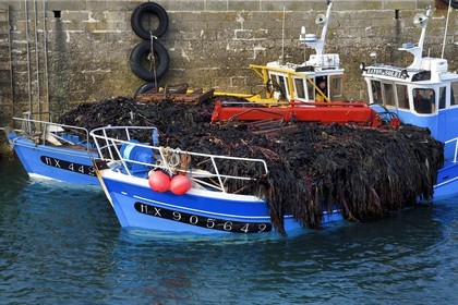 France, Finistère (29), port de Roscoff, récolte d'algue par un goémonier
