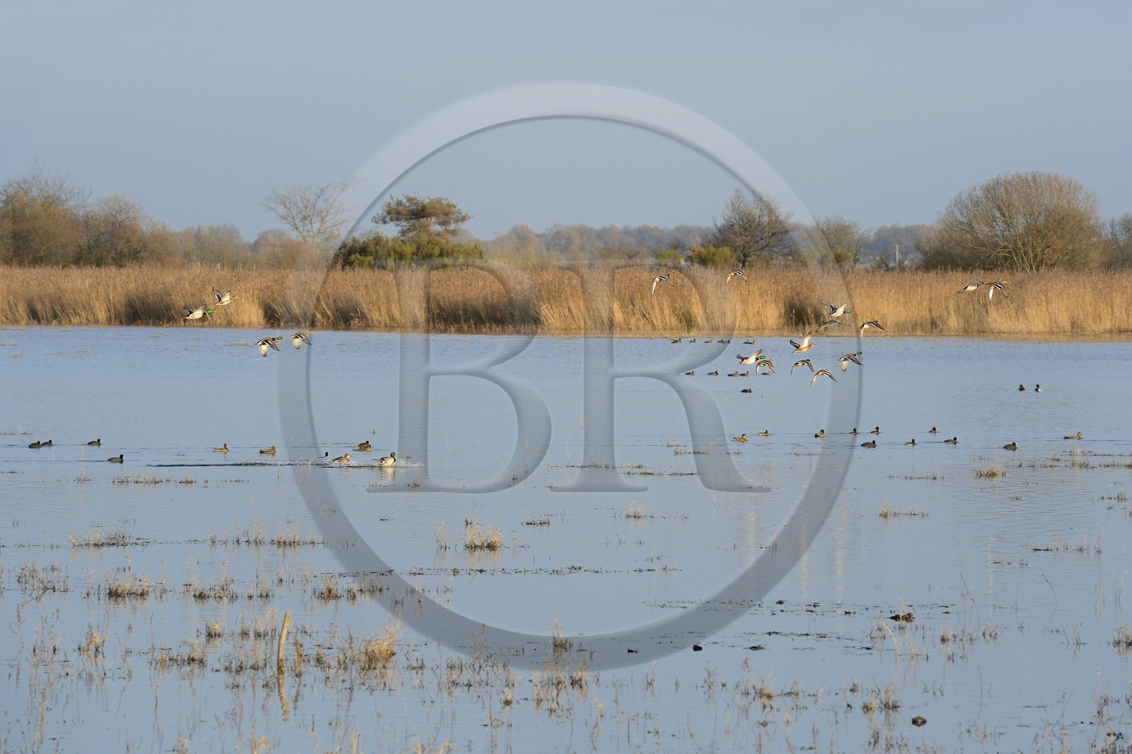 France, Indre (36), le Berry, parc naturel régional de la Brenne, étang de La Touche, canards