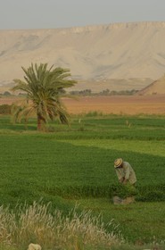 Egypte, désert libyque, oasis de Dakhla, travaux des champs