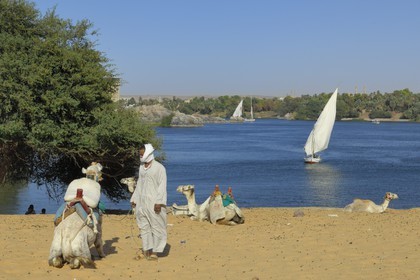 Egypte, Haute Egypte, Nubie, vallée du Nil, Assouan, dromadaires sur les dunes de sables de la rive gauche