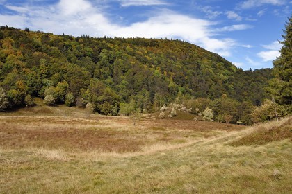 France, Vosges, Ballons des Vosges Regional Natural Park, Saint Maurice sur Moselle, chaume des Neuf Bois meadow, peatland surrounded by forest