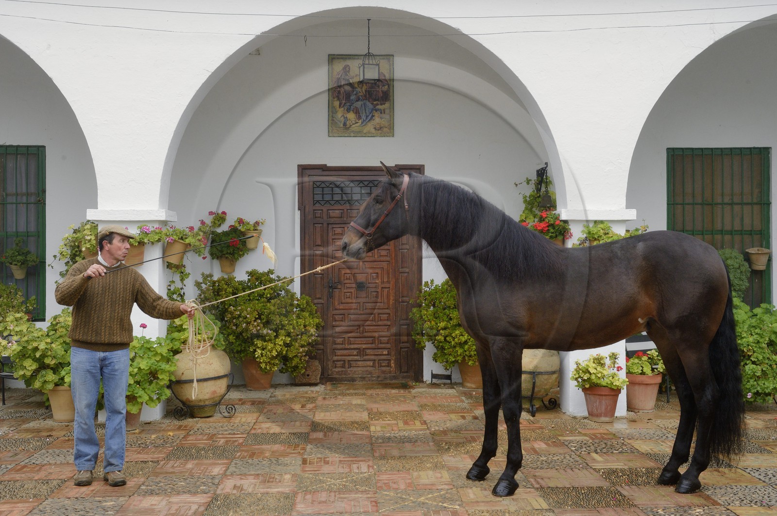 Espagne, Andalousie, province de Séville, Utrera, Finca El Pinganillo, le haras de la propriété, Pure race espagnole ou PRE (Pura Raza Espanola) Espagne, Andalousie, province de Séville, Utrera, Finca El Pinganillo, le haras de la propriété, Pure race espagnole ou PRE (Pura Raza Espanola)