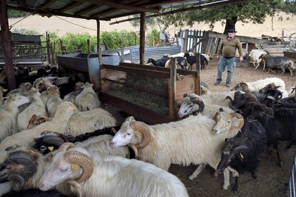 France, Corse-du-Sud (2A), Cargèse, le berger François Defranchi producteur de fromages de brebis