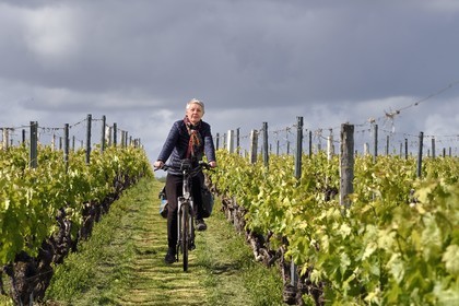 France, Charente-Maritime (17), Saint-Bris-des-Bois, cycliste dans les vignes faisant la véloroute La Flow Vélo
