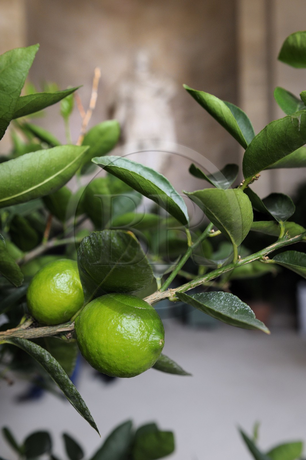 France, Yvelines (78), château de Versailles, classé Patrimoine Mondial de l'UNESCO, l'Orangerie en hiver de Jules Hardouin-Mansart