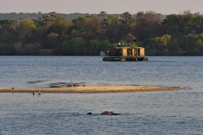 Zimbabwe, Matabeleland North Province, Victoria Falls, the Zambezi River upstream from Victoria Falls, hippopotamus (Hippopotamus amphibius)