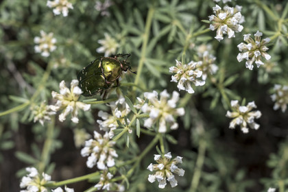 France, Vaucluse, Dentelles de Montmirail mountains, Crestet, golden cetonia (Cetonia aurata) also called rose chafer