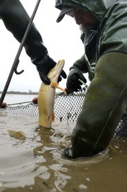 France, Indre, Berry, Parc Naturel Regional de la Brenne (Natural Regional Park of La Brenne), Foucault ponds, draining a fishing pond and hand harvesting of fish in a net, northern pike (Esox lucius)