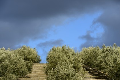 Spain, Andalusia, Jaén Province, olive groves south of Martos between Baena and Alcaudete