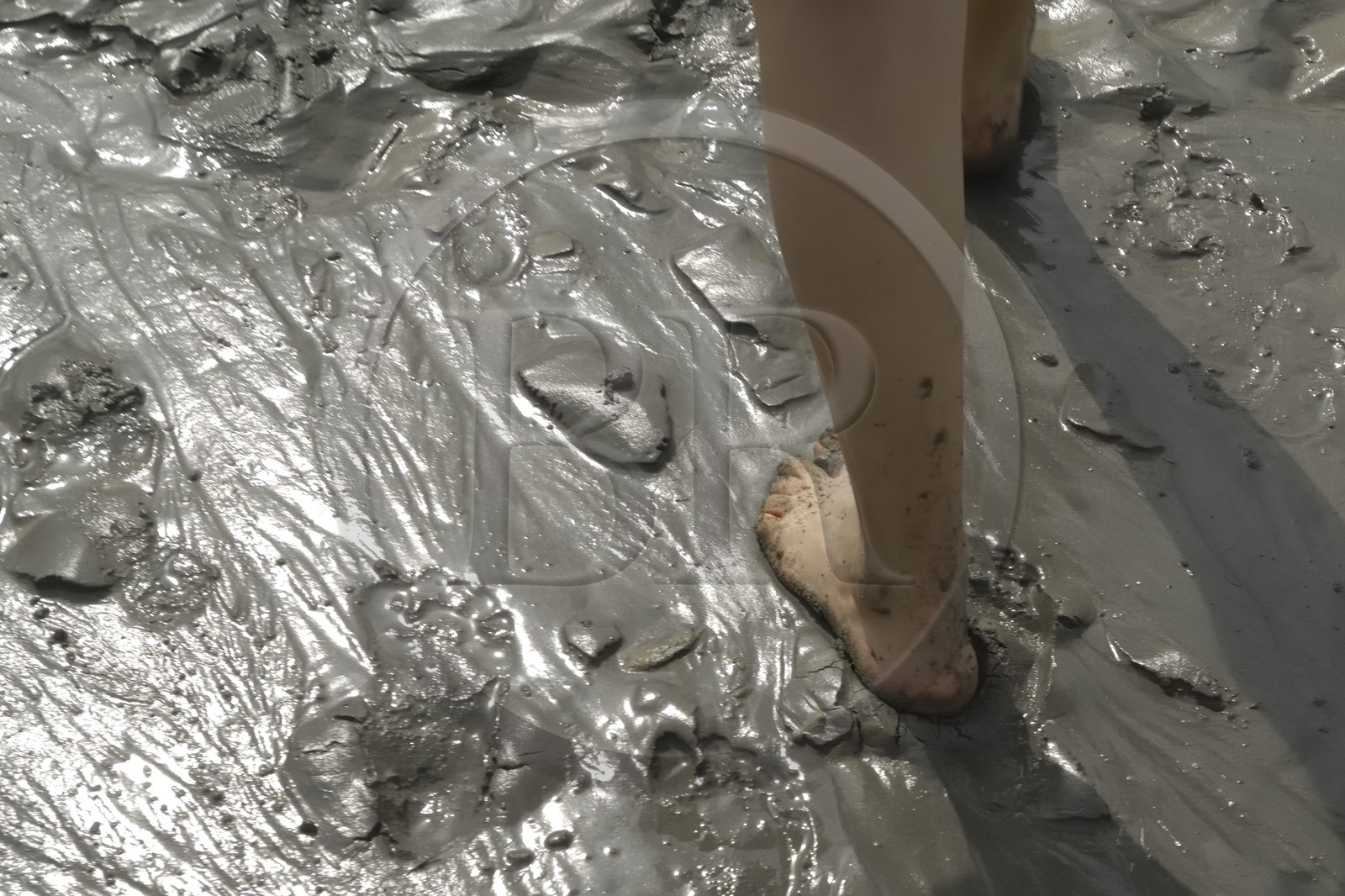 France, Manche (50), traversée à pied de la Baie du Mont Saint-Michel, classé Patrimoine Mondial de l' UNESCO, marche dans la vase à marée basse