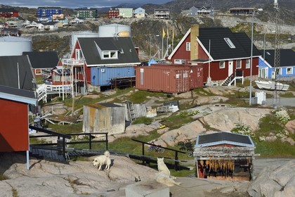 Greenland, west coast, Disko Bay, Ilulissat, very diverse habitat, sled dogs and cod dryer