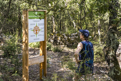 France, Var (83), Provence Verte, Bras, Académie du Bain de Forêt Provençale, forêt du domaine Le Peyrourier - une campagne en Provence