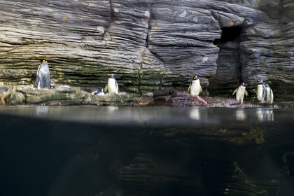 France, Finistère, Brest, Océanopolis, museum of the sea, king penguin (Aptenodytes patagonicus) and gentoo penguin (Pygoscelis papua) in the polar pavilion