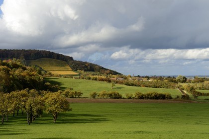 France, Meuse, Lorraine Regional Park, Cotes de Meuse, Hattonchatel, cherry-plum trees