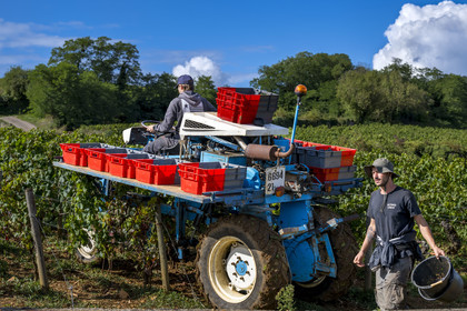 France, Côte-d'Or (21), les climats de Bourgogne classés Patrimoine Mondial de l'UNESCO, Route des Grands Crus, vignoble de la Côte de Beaune, vendanges dans les vignes de Pommard, porte-caisse pour soulager les porteurs