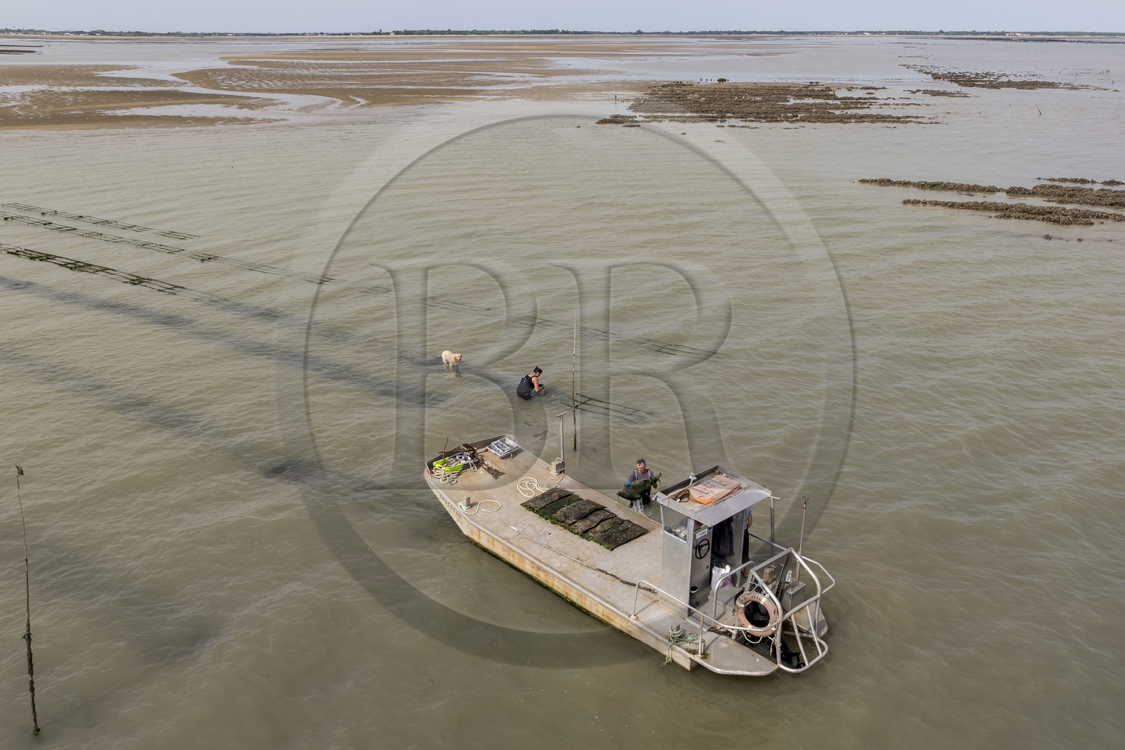 France, Charente-Maritime (17), Ile d'Oléron, Dolus-d’Oléron, les parcs du bassin de Marennes-Oléron dans le Pertuis d'Antioche, Nadia Quillet et son mari Eric récupèrent des poches de crassostrea gigas dans leurs parcs à huîtres à marée descendante (vue aérienne)