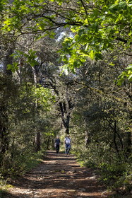 France, Vaucluse, Dentelles de Montmirail mountains, hikers crossing a forest of holm oaks on the GR de Pays Tour des Dentelles between Vaison-la-Romaine and Crestet