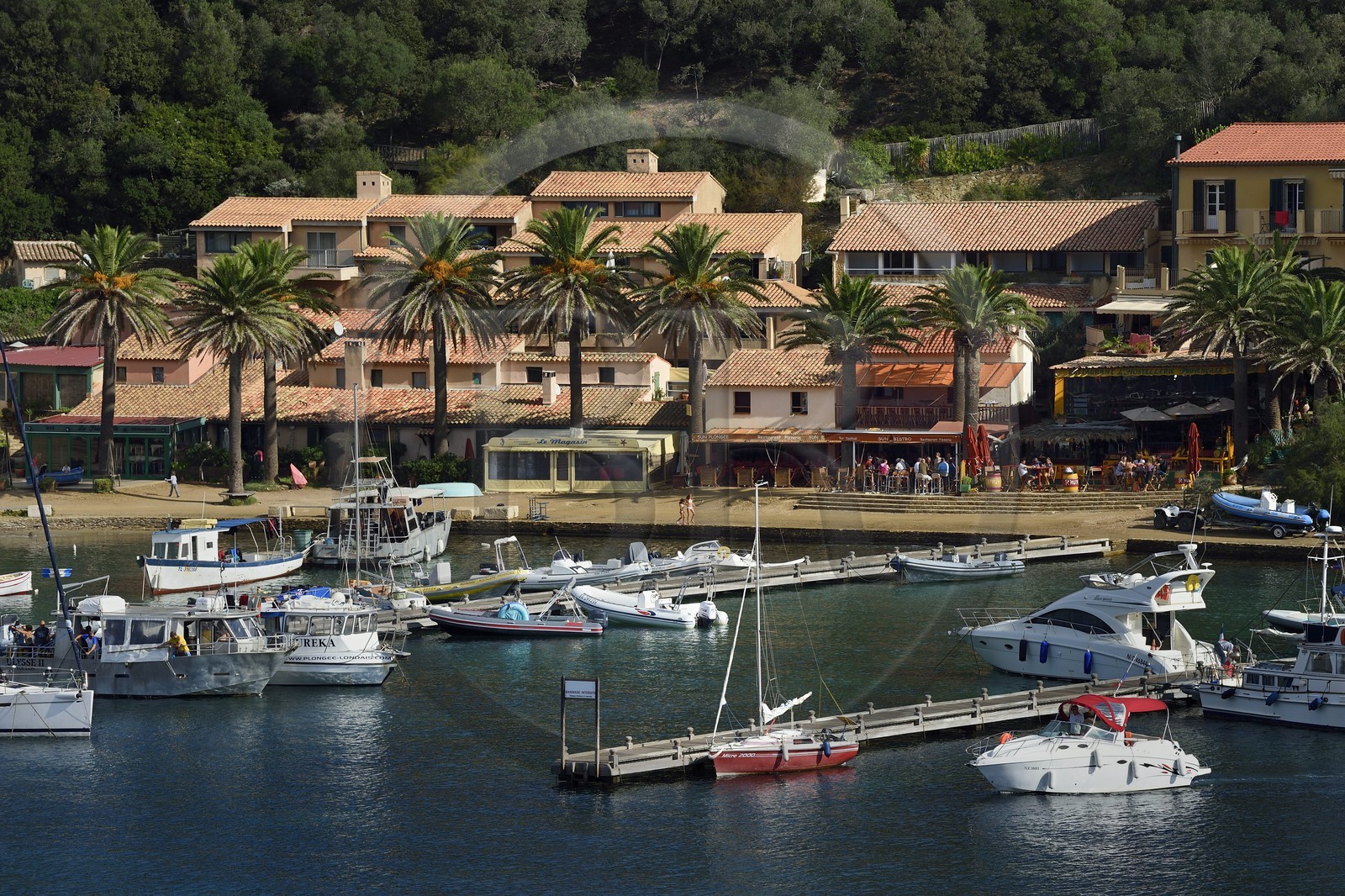 France, Var (83), Iles d'Hyères, parc national de Port Cros, Ile de Port-Cros, le port et village