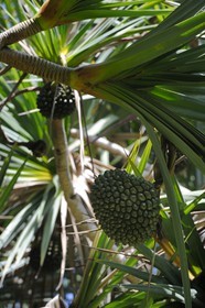 France, Ile de la Reunion, côte sud, Saint-Philippe, le Cap Méchant est situé le long d'une côte déchiquetée de roche volcanique frappée par la houle et typique de la région appelée Sud sauvage, vacoa (Pandanus utilis)