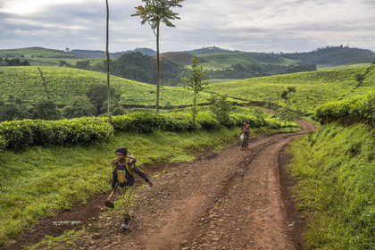 Rwanda, Province de l’Ouest, Gisuma, plantation de thé, paysanne se rendant au champ