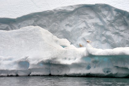 Groenland, cote Nord-Ouest, mer de Baffin, iceberg dans Inglefield Fjord vers Qaanaaq, goéland bourgmestre (Larus hyperboreus)
