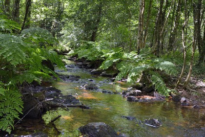 France, Ille-et-Vilaine, forest of Broceliande, the Aff river valley