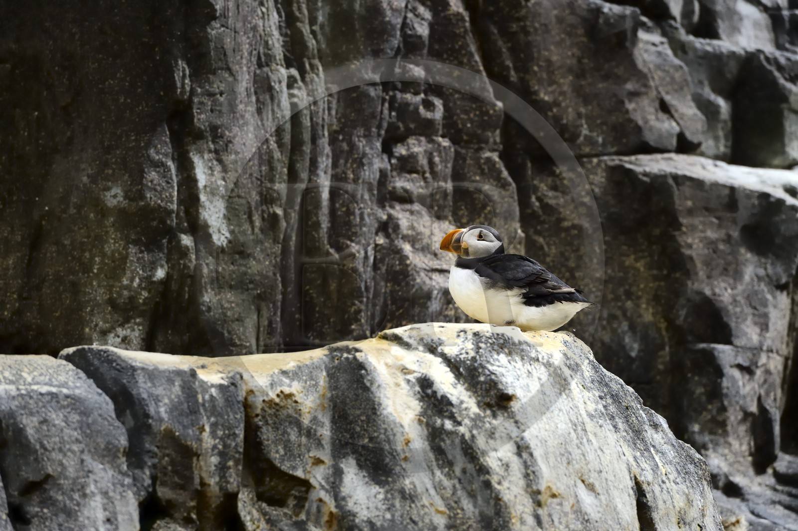 Portugal, Lisbonne, Parque das Nações (Parc des nations) construit pour l'exposition universelle de 1998, Oceanário (Oceanarium), Macareux moine (Fratercula arctica)