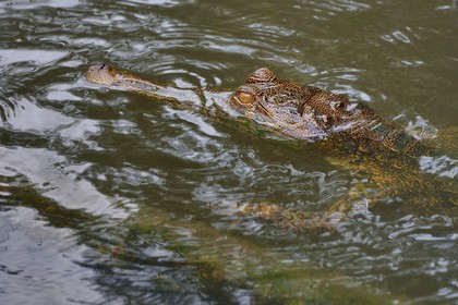 Gabon, province de Ogooué- Maritime, Parc National du Loango, site de Akaka dans la lagune du Fernan Vaz (Nkomi), Faux-gavial d'Afrique ou Crocodile à nuque cuirassée (Mecistops cataphractus)