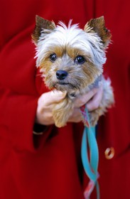 France, Paris (75), un Yorkshire Terrier