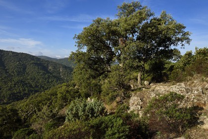 France, Var, Massif des Maures, Collobrières, Lambert menhirs hiking, cork Oak (Quercus suber)