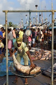 Sri Lanka, Southern Province, Matara district, Weligama, Mirissa Fisheries Harbor, weighing and selling fish on the dock on the fishing return