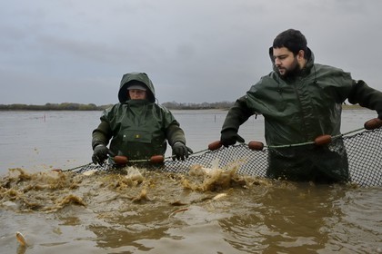 France, Indre, Berry, Parc Naturel Regional de la Brenne (Natural Regional Park of La Brenne), Foucault ponds, draining a fishing pond and hand harvesting of fish in a net, northern pike (Esox lucius)