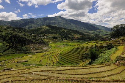Vietnam, Lao Cai province, Sapa district, rice plantations in terraces by the Black Hmong minority group