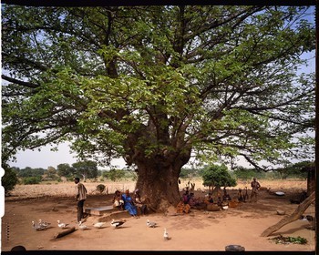 Burkina Faso, Poni province, Lobi land, Loropéni, tree in front of a house in the village of Ouadara beneath which there is a tomb and several altars, there is always a tree in the immediate vicinity of each house as much for the shade that it brings as for its fruits, a great part of the social life takes place there: the men discuss and drink the dolo while the women busy themselves with their basketwork or to shell out peas