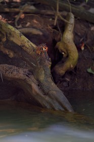 Caraïbes, Ile de la Dominique, Portsmouth, les rives de l'Indian River, crabe (Gecarcinus ruricola) sur une racine