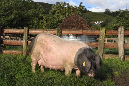 France, Pyrénées-Atlantiques (64), Pays-Basque, vallée des Aldudes, élevage Pierre Oteiza de porcs basques de race pie noir pour la production du jambon Kintoa AOC, cochette (jeune truie)