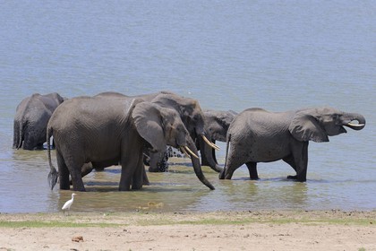 Tanzanie, Reserve de gibier de Selous une des plus grandes zones protégées au monde et inscrite sur la liste du patrimoine mondial de l’Unesco depuis 1982, Éléphant de savane d'Afrique (Loxodonta africana) se baignant dans le lac Nzerakera