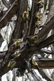 Rwanda, Province de l’Ouest, Karongi (anciennement nommée Kibuye), lac Kivu, Ile Napoléon ou Tembabagoyi, Roussette paillée africaine ou Roussette des palmiers africaine ou Roussette jaune (Eidolon helvum) dans un Euphorbe candélabre
