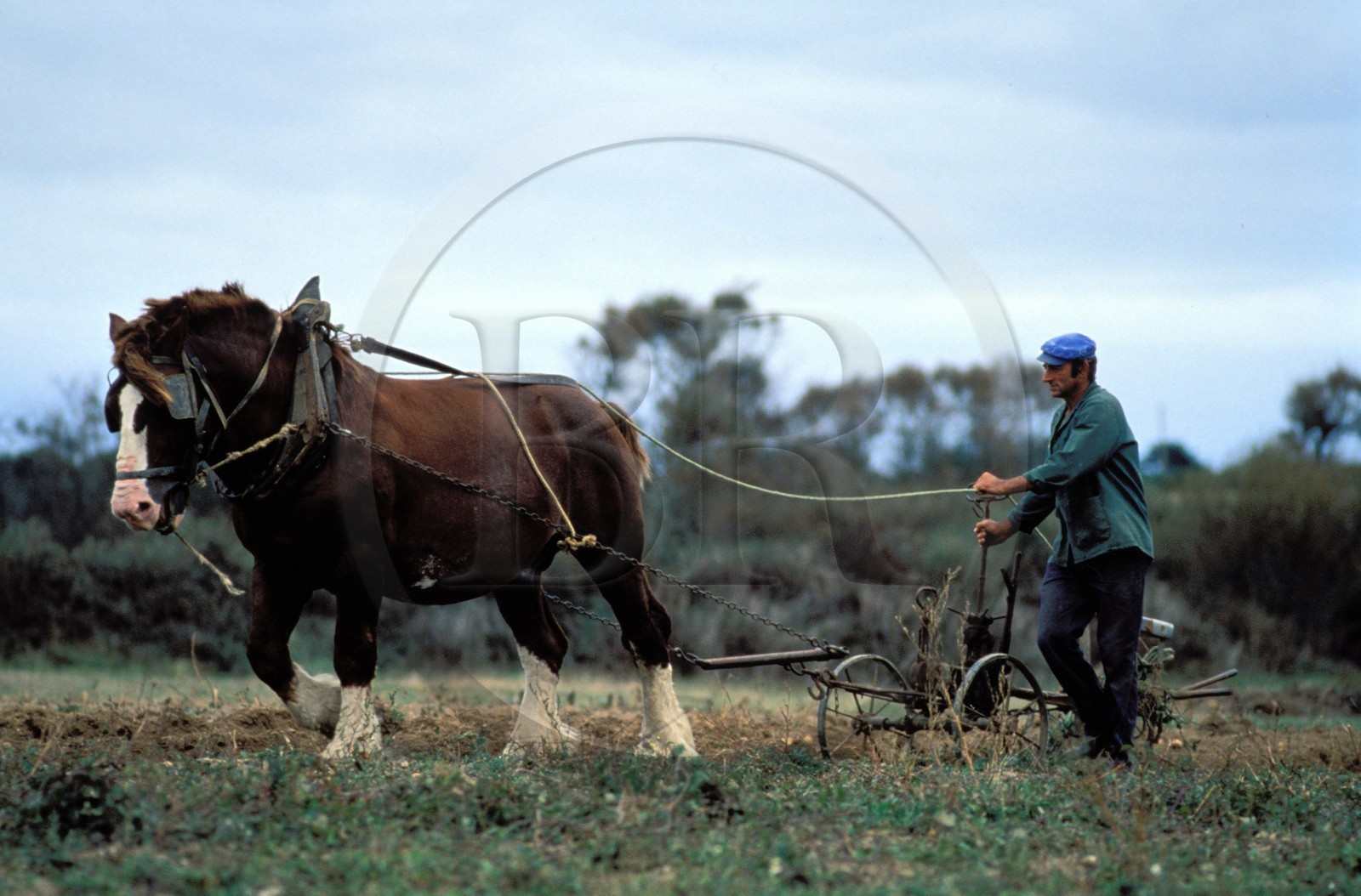 France, Morbihan (56), Belle-Ile, René Thomas, un des derniers agriculteur utilisant un cheval