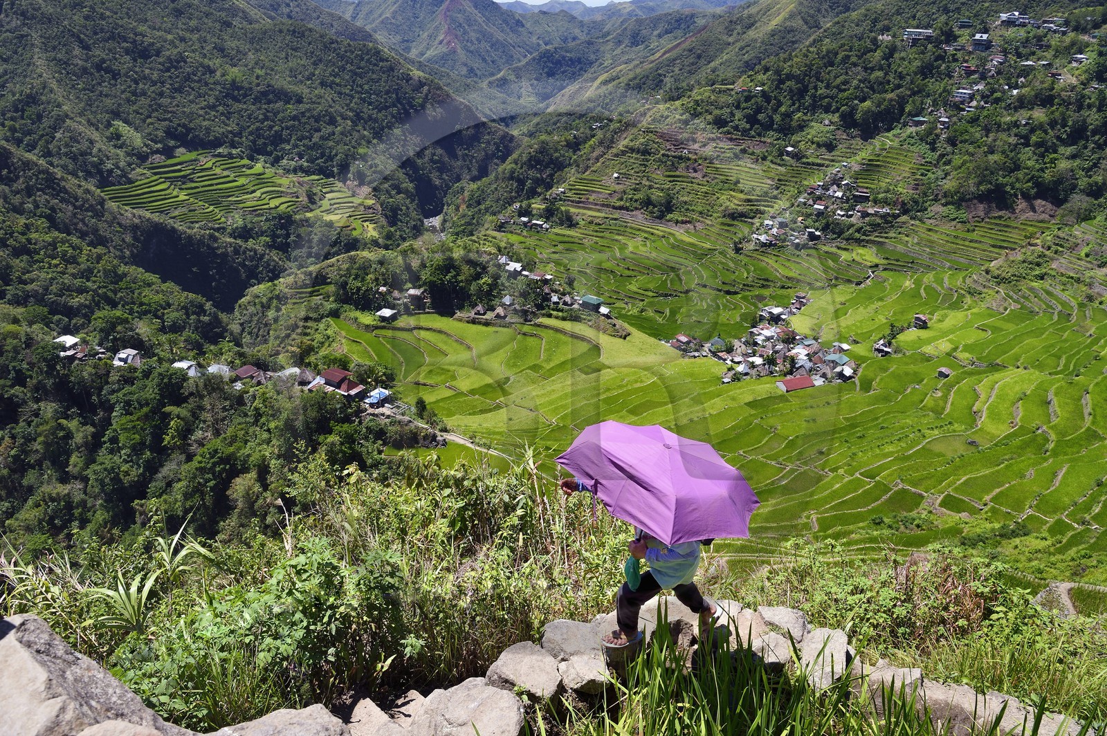 Philippines, province d'Ifugao, les rizières en terrasses de Banaue autour du village de Batad, classées Patrimoine Mondial de l'UNESCO