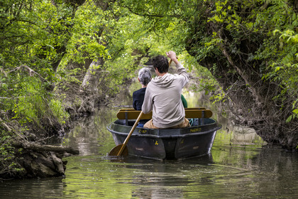 France, Vendée (85), Parc Interrégional du Marais Poitevin labellisé Grand Site de France, Maillezais, batelier effectuant une promenade en barque dans les conches sur les affluents de l'Autise