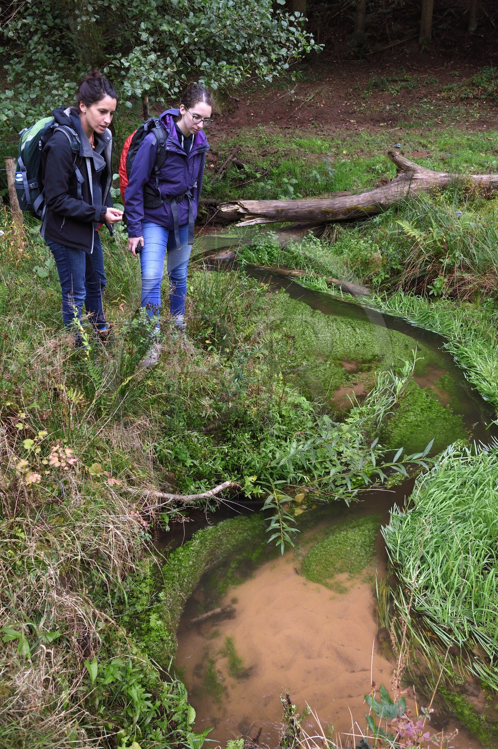 France, Bas-Rhin (67), Parc naturel régional des Vosges du Nord, Niedersteinbach, Marie L’Hospitalier, chargée de mission Natura 2000 au sein du Parc naturel régional des Vosges du Nord, à gauche, présente dans la rivière Steinbach la Callitriche (plantes aquatiques d'eau douce) et la Glycérie (genre de plantes herbacées) en surface