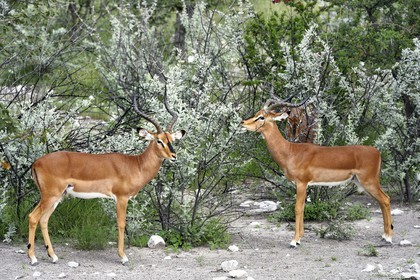 Namibie, région de Oshikoto, Parc National d'Etosha, impala à face noire mâle (Aepyceros melampus petersi)