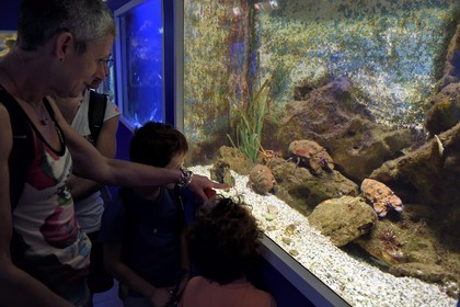 France, Var, Ile des Embiez, the Paul Ricard Oceanographic Institute in Fort Saint-Pierre, slipper lobster ((Scyllarides latus) aquarium